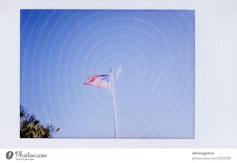 america Ferien & Urlaub & Reisen Freiheit Himmel Wolkenloser Himmel Baum Stars and Stripes frei blau Gastfreundschaft Fahne Florida wehen Wind Gedeckte Farben