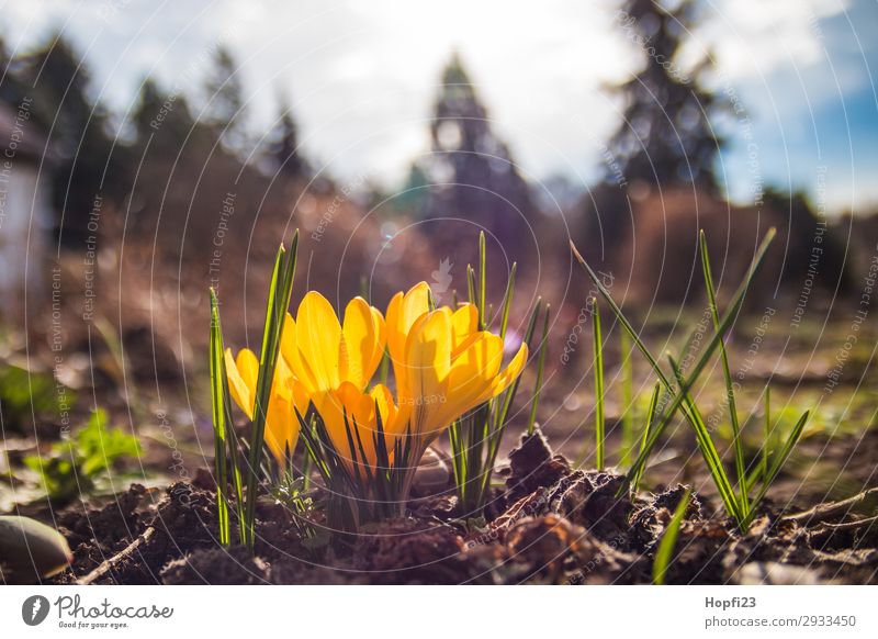 Gelbe Krokuse Umwelt Natur Landschaft Pflanze Erde Himmel Wolken Sonne Sonnenaufgang Sonnenuntergang Frühling Schönes Wetter Blume Blüte Garten Duft schön blau