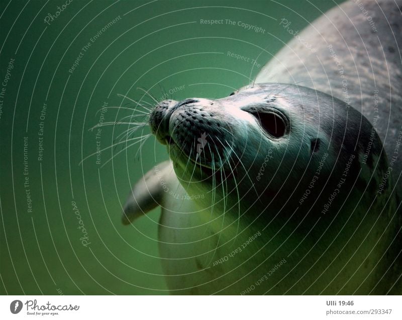 Wer bist du denn? Meer Wasser Nordsee Tier Wildtier Tiergesicht 1 Tierjunges beobachten Schwimmen & Baden Spielen tauchen ästhetisch sportlich elegant nass