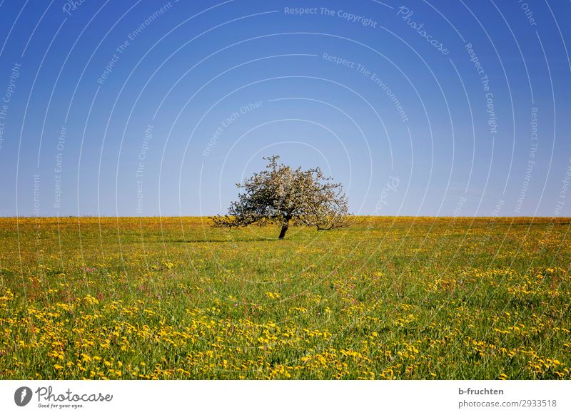 Obstbaum in einer Blumenwiese Erholung Freiheit Sommer Natur Landschaft Himmel Wolkenloser Himmel Frühling Baum Gras Wiese frei Fröhlichkeit Hoffnung Horizont