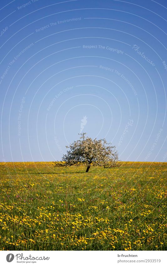 Frühlingswiese mit Obstbaum Freiheit Natur Landschaft Pflanze Himmel Schönes Wetter Baum Blume Gras Grünpflanze Wiese genießen wandern frei Fröhlichkeit schön