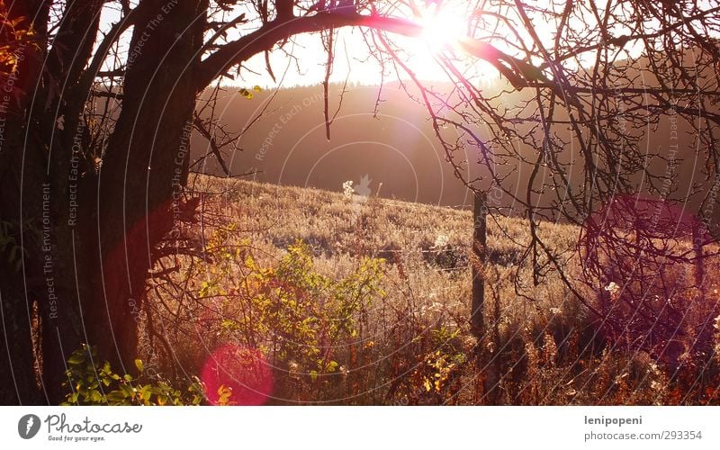 dunsown Zufriedenheit ruhig Ferien & Urlaub & Reisen Ausflug Freiheit Natur Landschaft Herbst Schönes Wetter Pflanze Baum Wiese Hügel Wege & Pfade genießen