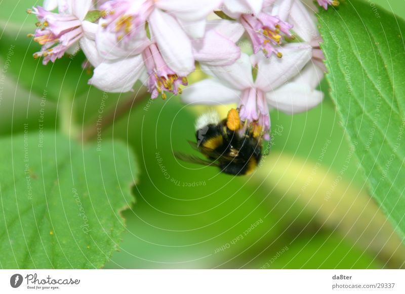 Hummel Blüte Pflanze grün violett Natur