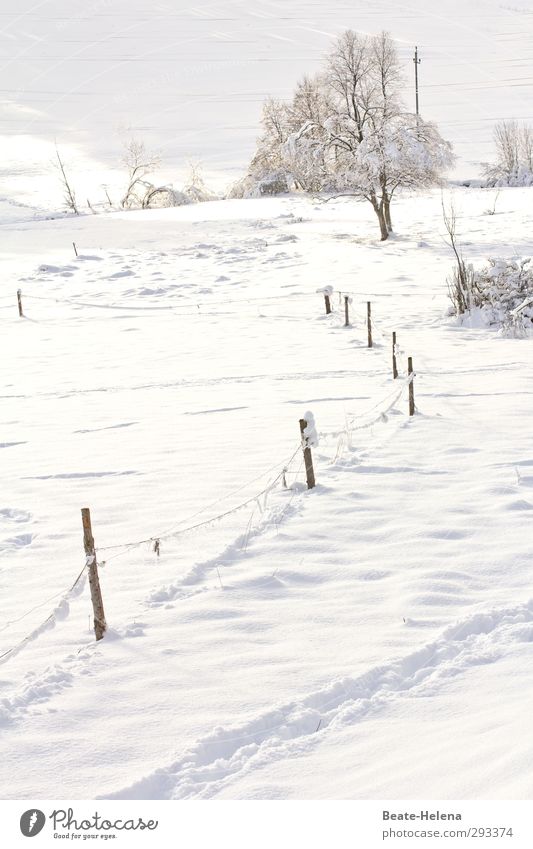 Ganz in Weiß Ferien & Urlaub & Reisen Winter Schnee Winterurlaub Berge u. Gebirge Natur Landschaft Wetter Eis Frost Hügel Wege & Pfade frieren ästhetisch frisch