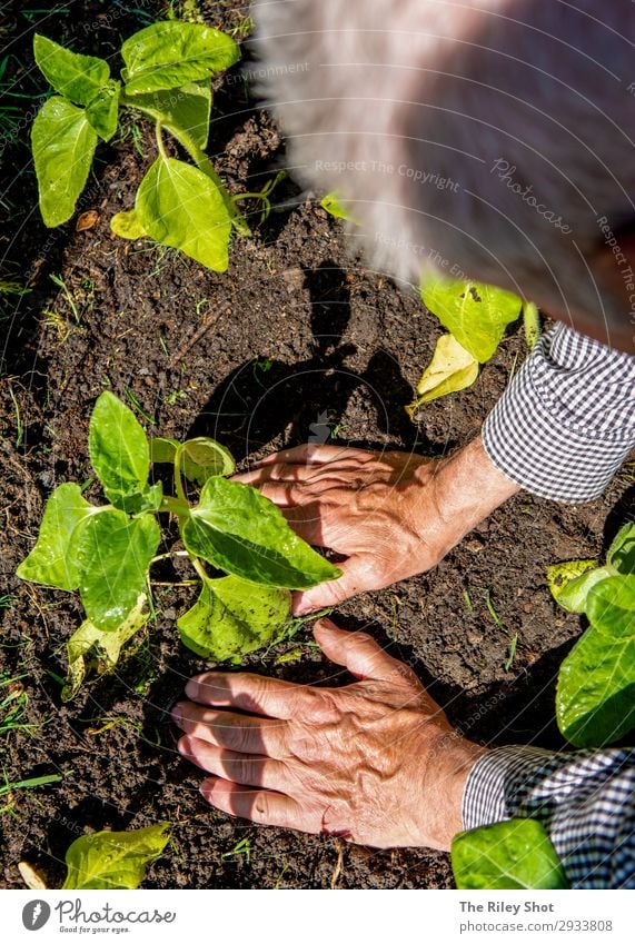 Ein pensionierter Mann pflanzt im Frühjahr Sonnenblumen in sein Blumenbeet. Erholung Freizeit & Hobby Sommer Garten Arbeit & Erwerbstätigkeit Gartenarbeit