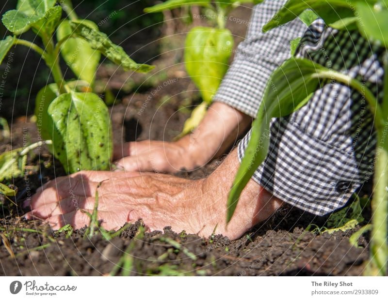 Ein pensionierter Mann pflanzt im Frühjahr Sonnenblumen in sein Blumenbeet. Erholung Freizeit & Hobby Sommer Garten Arbeit & Erwerbstätigkeit Gartenarbeit