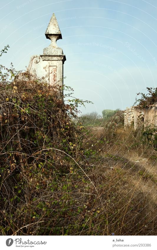 whatever tomorrow brings Umwelt Natur Himmel Wolkenloser Himmel Sommer Schönes Wetter Pflanze Sträucher Dorf Fischerdorf Stadtrand Menschenleer Ruine Tor Mauer