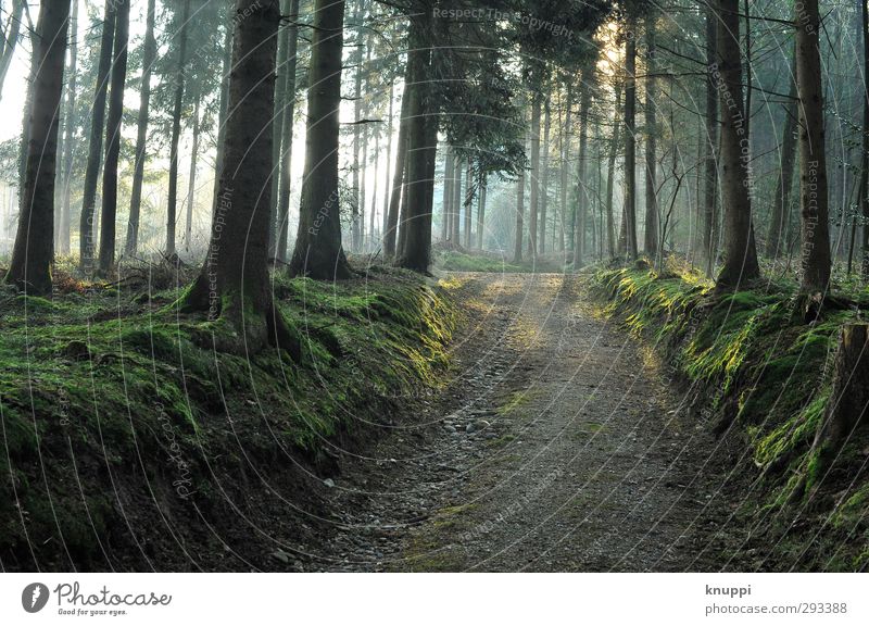 *200* ein weiter Weg Umwelt Natur Landschaft Pflanze Erde Luft Wasser Sonne Sonnenaufgang Sonnenuntergang Sonnenlicht Frühling Wetter Schönes Wetter Nebel Baum