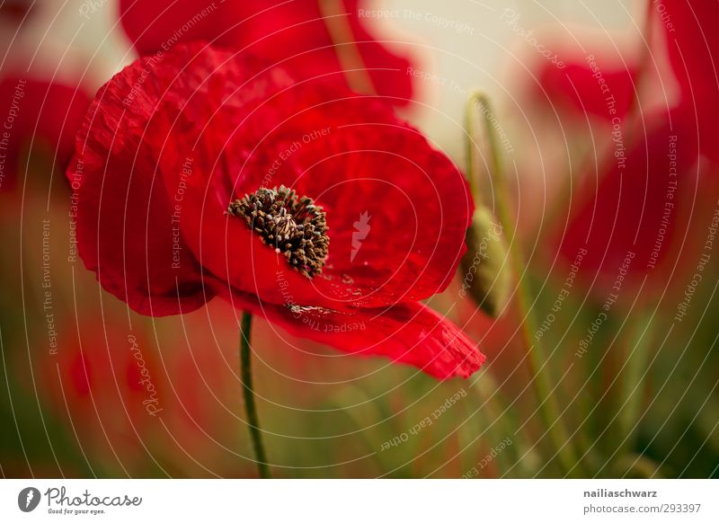 Mohn Natur Landschaft Pflanze Blume Sträucher Blüte Grünpflanze Wildpflanze Garten Park Wiese Blühend Duft leuchten frisch natürlich positiv schön Wärme wild