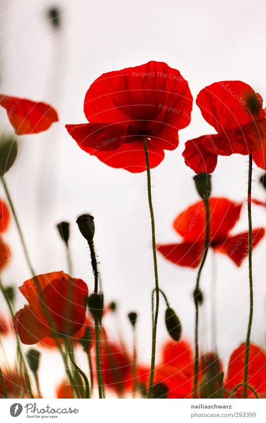 Rot Natur Landschaft Pflanze Blume Sträucher Blüte Nutzpflanze Wildpflanze Mohn Garten Park Wiese Feld Blühend Duft Wachstum einfach natürlich schön wild rot