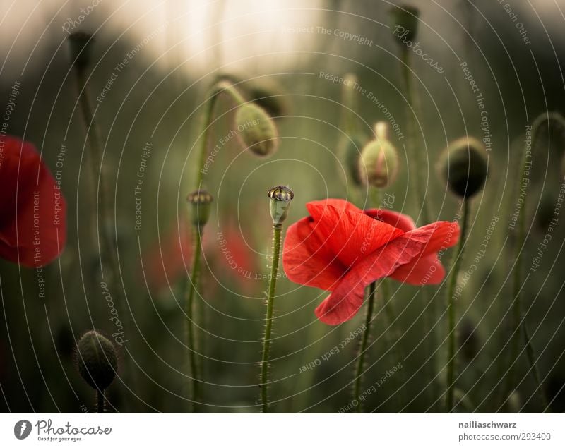 Mohn Natur Landschaft Pflanze Frühling Sommer Blume Sträucher Blüte Nutzpflanze Wildpflanze Garten Park Wiese Feld Blühend Duft glänzend leuchten verblüht