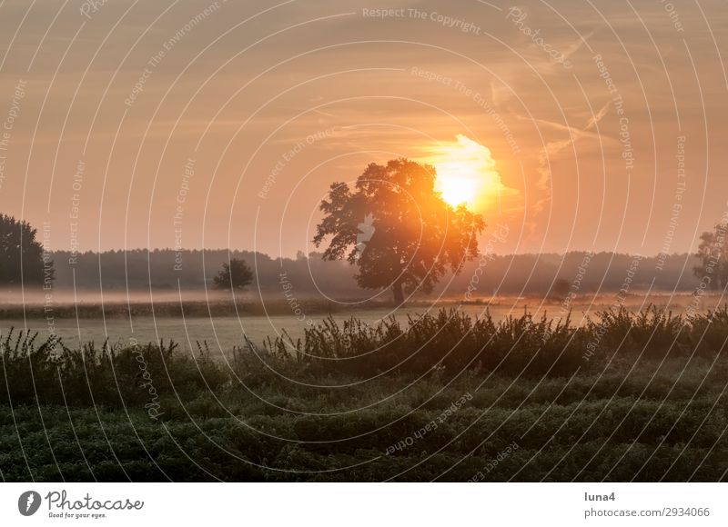 Sonnenaufgang im Frühnebel ruhig Umwelt Natur Landschaft Herbst Wetter Nebel Baum Wiese Feld Wald gelb grün rot Stimmung Romantik Idylle Morgennebel Dunst