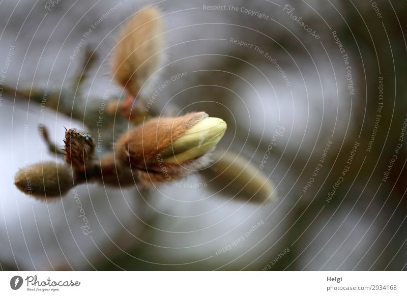 Nahaufnahme einer aufbrechenden Knospe der Sternmagnolie mit Bokeh Umwelt Natur Pflanze Frühling Sträucher Blüte Zweig Blütenknospen Stern-Magnolie Park Blühend