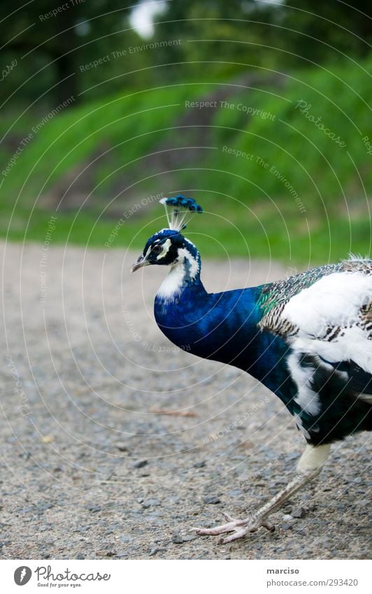 Stolzer Pfau Tier Wildtier Vogel Krallen Pfauenfeder gefiedert 1 gehen leuchten wandern ästhetisch elegant exotisch fantastisch glänzend positiv verrückt blau