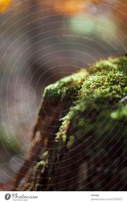 Waldversteck Umwelt Natur Pflanze Moos Grünpflanze natürlich grün Farbfoto Außenaufnahme Nahaufnahme Detailaufnahme Makroaufnahme Menschenleer Tag