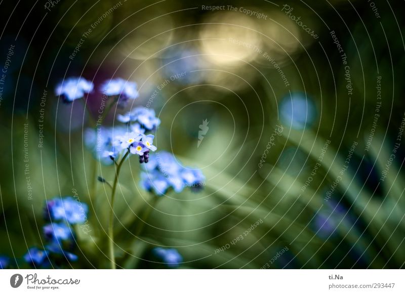 wiedergefunden Gartenarbeit Frühling Sommer Pflanze Blume Blüte Vergißmeinnicht Wiese Blühend Duft glänzend Wachstum ästhetisch schön klein natürlich wild blau