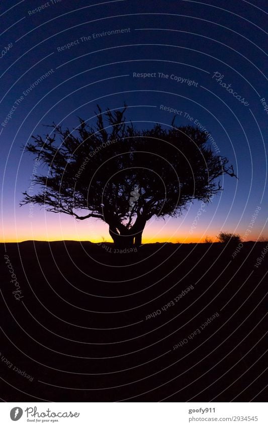 Abendstimmung II elegant Ausflug Abenteuer Ferne Freiheit Expedition Natur Landschaft Himmel Nachthimmel Horizont Sonnenaufgang Sonnenuntergang Sonnenlicht Baum