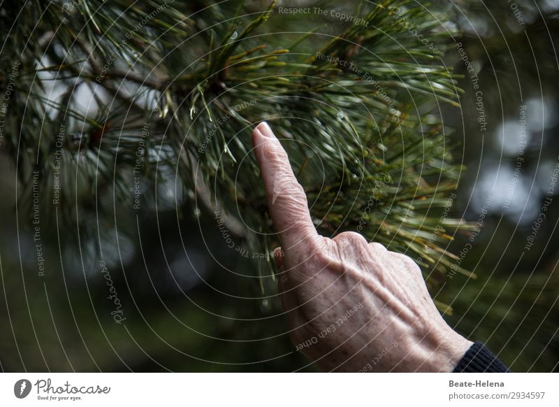 Hände - mit Finger zeigen Hand Natur Baum Wald Zeichen Arbeit & Erwerbstätigkeit wählen gebrauchen berühren Bewegung entdecken streichen authentisch