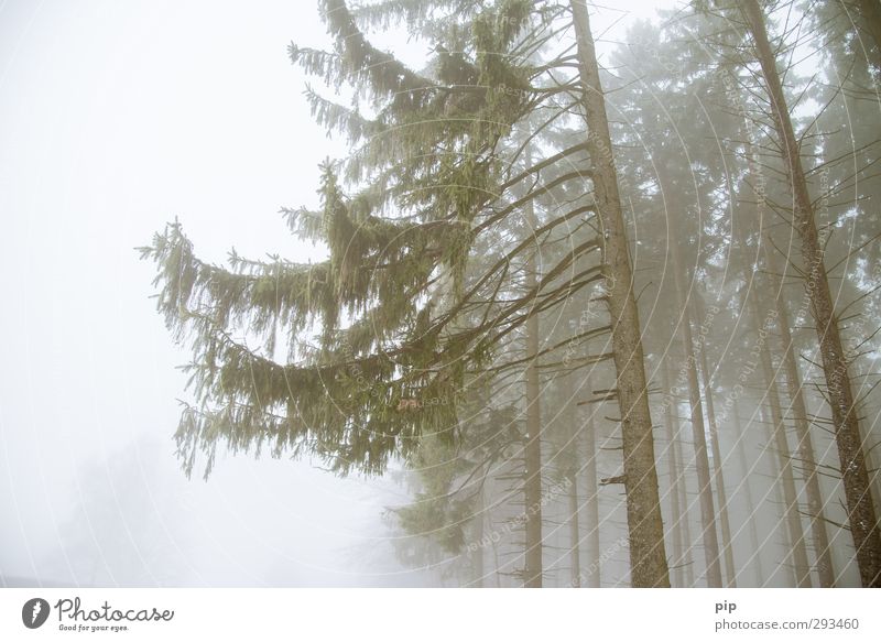 vokuhila Herbst Winter Nebel Baum Tanne Fichte Fichtenwald Nadelwald Zweige u. Äste Baumstamm Wald Umwelt Hälfte Einseitigkeit trüb Farbfoto Gedeckte Farben