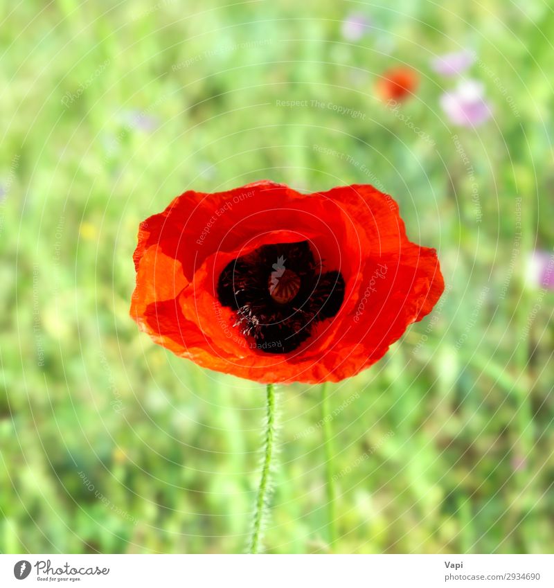 Schöner roter Mohn schön Leben Sommer Garten Tapete Umwelt Natur Landschaft Pflanze Sonnenlicht Frühling Blume Gras Blatt Blüte Wildpflanze Wiese Feld Wachstum