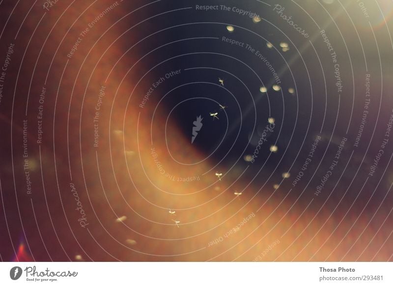Feen Sommer exotisch Stechmücke fliegen Fliege Schwarm Sonnenlicht sonne Schwache Tiefenschärfe rot orange gelb Farbfoto Außenaufnahme Abend Dämmerung Unschärfe