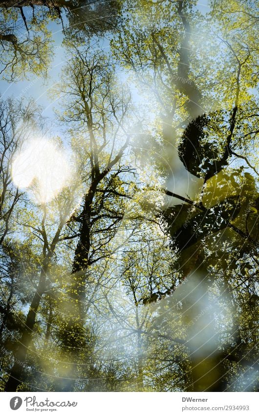 Doppel Umwelt Natur Pflanze Urelemente Himmel Sonne Sonnenlicht Frühling Klima Klimawandel Wetter Schönes Wetter Baum Wald Blühend ästhetisch gigantisch hell