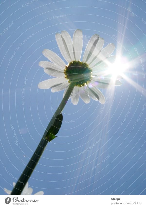 Zum Licht Blume Beleuchtung Sommer heiß Frühling Sonne Himmel Blendeeffekt