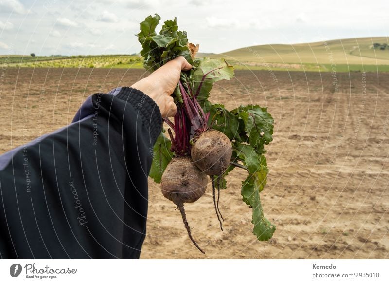 Der Landwirt hält einen Haufen Bio-Rüben, die frisch gepflückt wurden. Lebensmittel Gemüse Ernährung Essen Bioprodukte Vegetarische Ernährung Diät Lifestyle