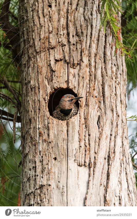 Nordflackern Colaptes auratus Natur Tier Baum Gipfel Wildtier Vogel 1 braun Specht Nordflimmern gemeinsames Flackern Nest Golfloch Kiefer Barsch Wildvogel