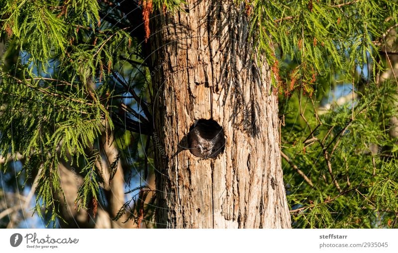 Eine östliche Kreischeule, die in einer Pinie sitzt. Natur Baum Tier Vogel 1 schlafen braun Östliche Kreischeule Waldohreule Megascops asio Raptor Greifvogel