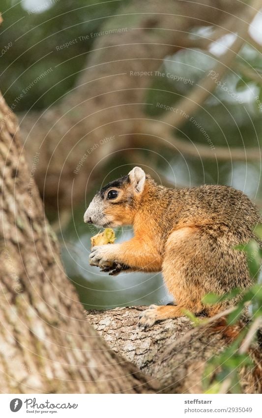 Südfüchse Eichhörnchen Sciurus niger Essen Natur Tier Baum Wildtier 1 sitzen lustig niedlich braun Fuchshörnchen Tierwelt Barsch unscharf wach wachsam