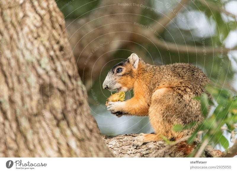 Südfüchse Eichhörnchen Sciurus niger Essen Natur Tier Baum Wildtier Tiergesicht 1 sitzen lustig niedlich braun Fuchshörnchen Tierwelt Barsch unscharf wach