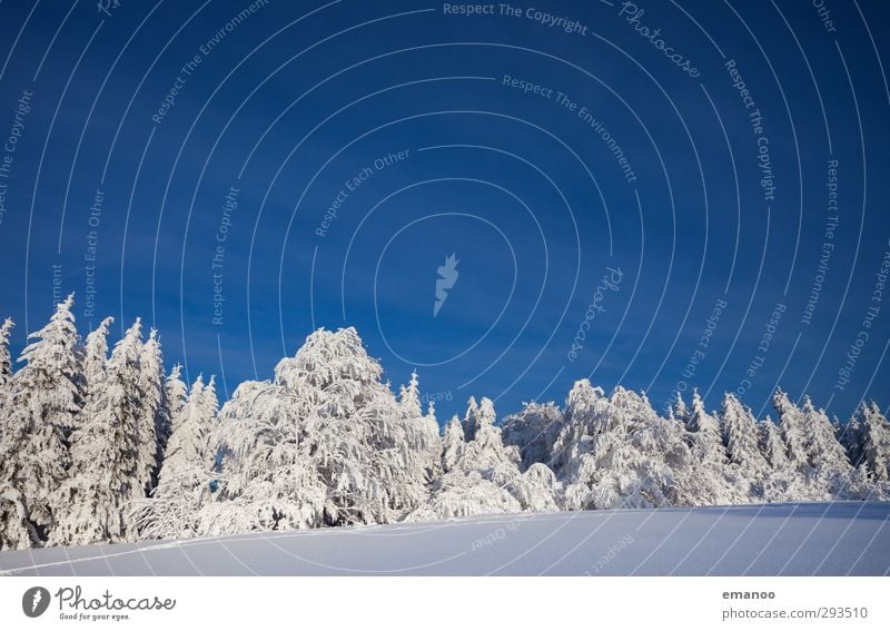 Schneewald Ferien & Urlaub & Reisen Winterurlaub Berge u. Gebirge Umwelt Natur Landschaft Pflanze Himmel Wolkenloser Himmel Klima Klimawandel Wetter Eis Frost