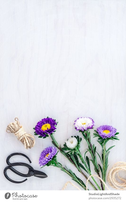 Blumenstrauß der Astern auf weißem Holzgrund kaufen Design schön Sommer Garten Dekoration & Verzierung Geburtstag Gartenarbeit Schere Seil Natur Pflanze Blüte