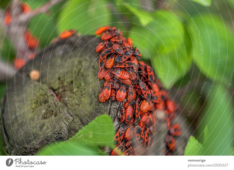 Eine Gruppe von Feuerwanzen. Natur Blatt Antenne hängen sitzen Arthropode Hintergrund Biologie Lebewesen Wanze Insekt Totholz Frühling Farbfoto Außenaufnahme