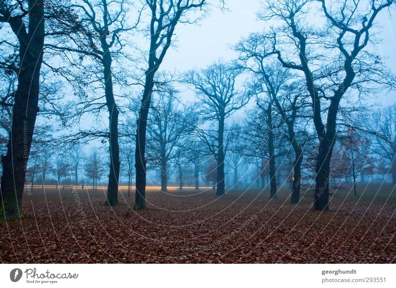 Am schwarzen Licht Halloween Umwelt Natur Landschaft Herbst Pflanze Baum Garten Park Wald Ostsee Insel fahren fallen blau braun grau Gefühle Stimmung ruhig