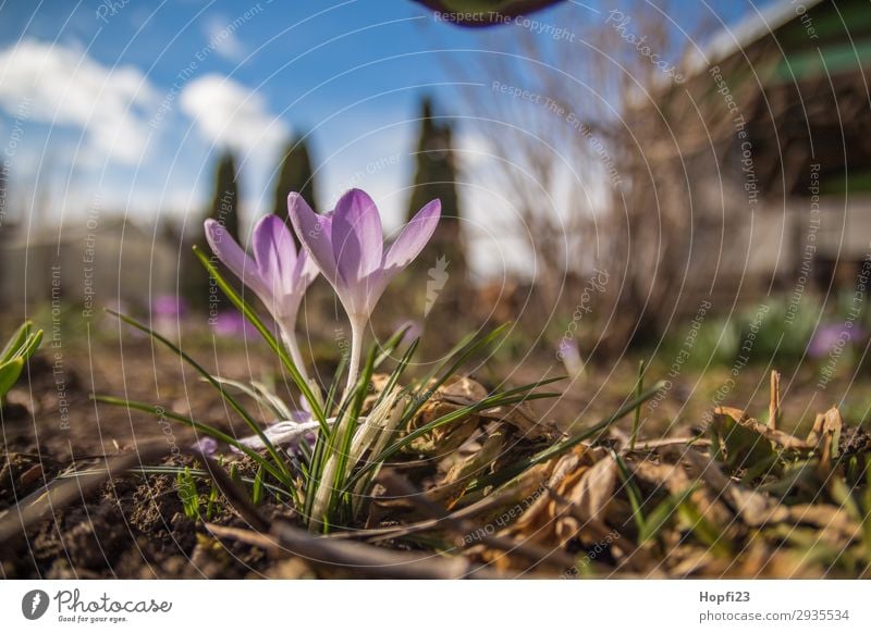 Lila Krokus im Garten Umwelt Natur Pflanze Himmel Wolken Sonne Frühling Schönes Wetter Blume Blüte Grünpflanze schön blau braun gelb violett weiß Wachstum