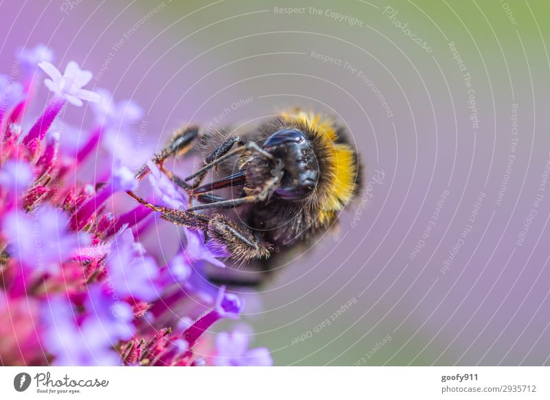 Arbeitstier Ausflug Umwelt Natur Pflanze Tier Sonnenlicht Frühling Sommer Herbst Blume Blüte Garten Park Wiese Nutztier Wildtier Biene Tiergesicht Flügel Fell