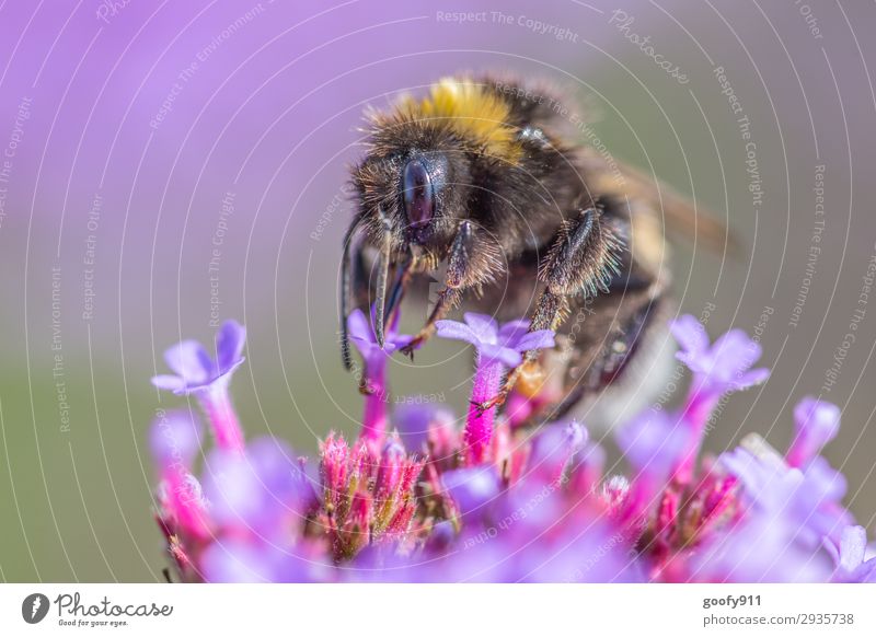 Balancieren Ausflug Umwelt Natur Pflanze Tier Sonnenlicht Frühling Sommer Herbst Blume Blüte Garten Park Wiese Nutztier Wildtier Tiergesicht Flügel Fell Fährte