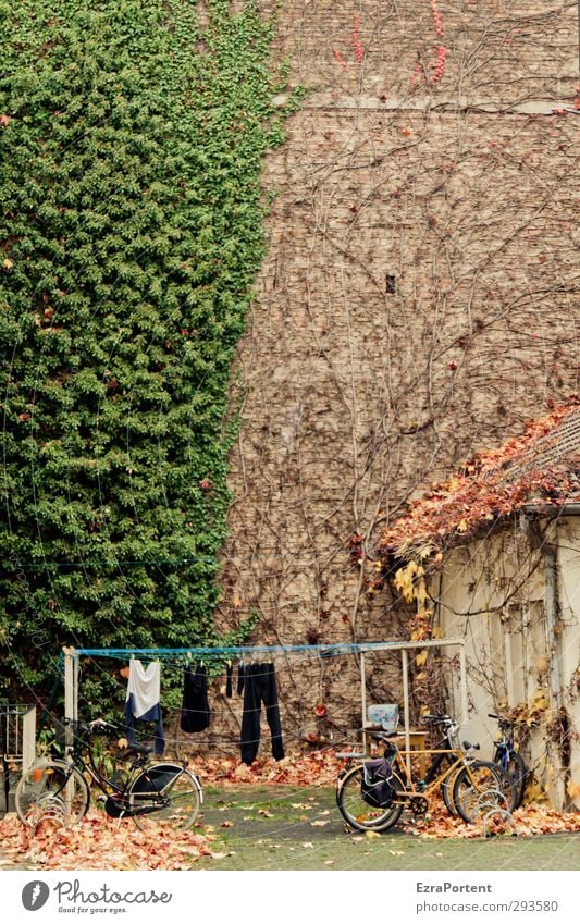 hinten im Hof Häusliches Leben Haus Umwelt Pflanze Herbst Blatt Grünpflanze Wein Wilder Wein Stadt Menschenleer Bauwerk Gebäude Mauer Wand Fassade Fahrradfahren