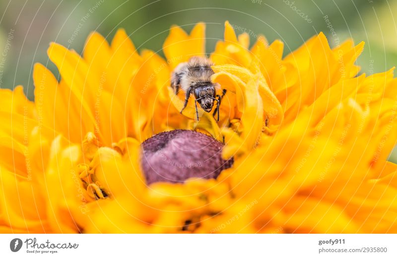 Versteckspiel Ausflug Umwelt Natur Frühling Sommer Herbst Blume Blüte Garten Park Wiese Tier Nutztier Wildtier Biene Tiergesicht Flügel Fell 1