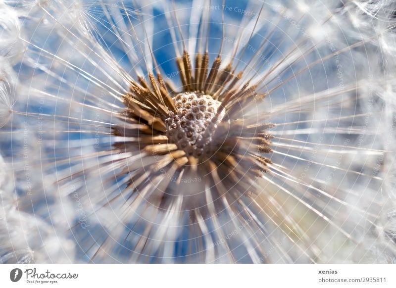 Pusteblume im direkten Sonnenlicht Löwenzahn Frühling Sommer Pflanze Blüte Samen Garten Wiese rund weich blau braun weiß Leichtigkeit Innenaufnahme