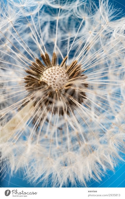 Pusteblume im Detail Natur Pflanze Himmel Frühling Sommer Löwenzahn Samen Löwenzahnsamen Garten Wiese weich blau weiß verblüht leicht Leichtigkeit