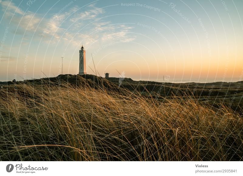 Blavands HukBlavands Natur Landschaft Küste Strand Nordsee Meer atmen Erholung Dänemark Blavands Fyr Dünengras Stranddüne Turm Leuchtturm Abend Dämmerung