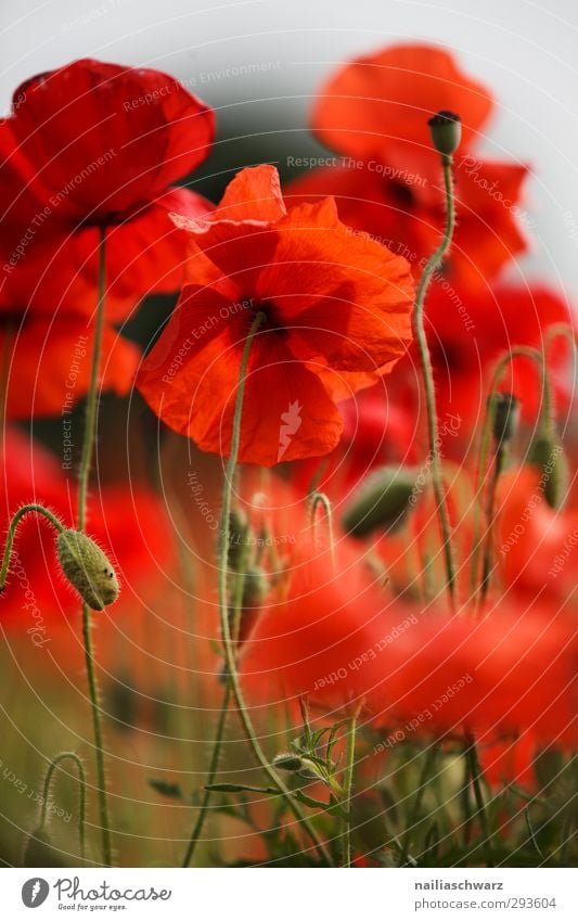 Mohn Natur Pflanze Sommer Blume Sträucher Blüte Grünpflanze Nutzpflanze Wildpflanze Garten Park Wiese Feld Blühend Duft verblüht Wachstum Fröhlichkeit natürlich