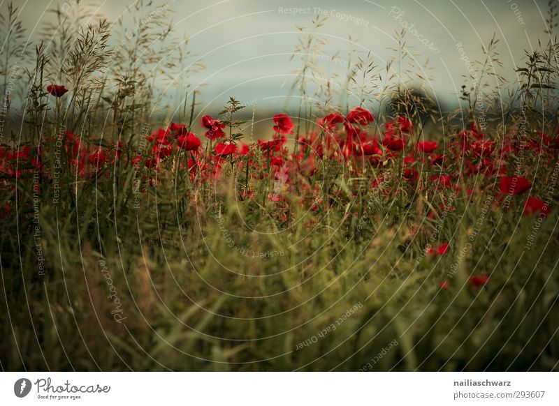 Abend Natur Landschaft Pflanze Frühling Sommer Blume Gras Sträucher Grünpflanze Nutzpflanze Wildpflanze Mohn Garten Park Wiese Feld Blühend leuchten verblüht