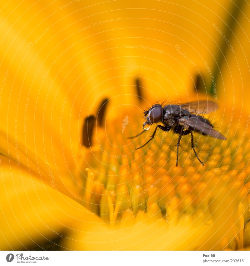 Wasser ist Leben Pflanze Wassertropfen Sommer Klimawandel Regen Blume Wiese Fliege 1 Tier außergewöhnlich Flüssigkeit klein nass natürlich braun gelb Tierliebe