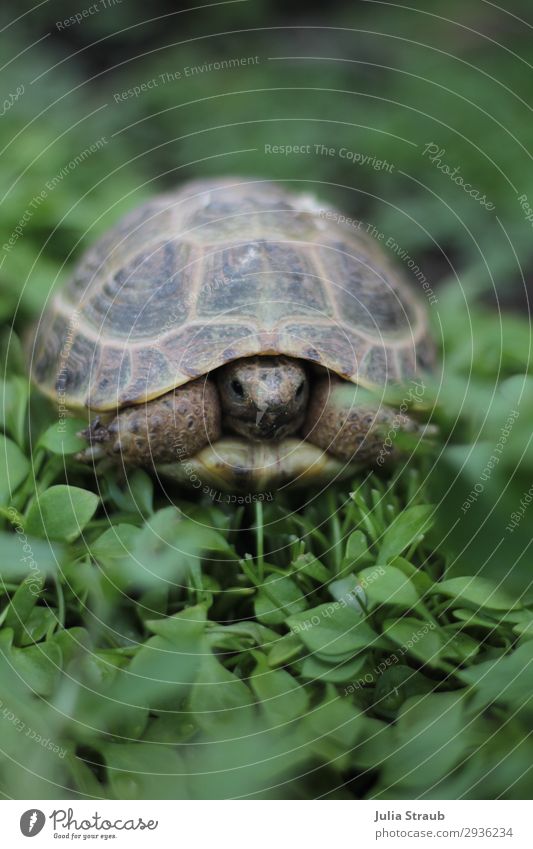 Schildkröte Salat grün Natur Sommer Grünpflanze Nutzpflanze Portulak salat Landschildkröte 1 Tier beobachten Blick lecker Neugier Coolness Einsamkeit Beet