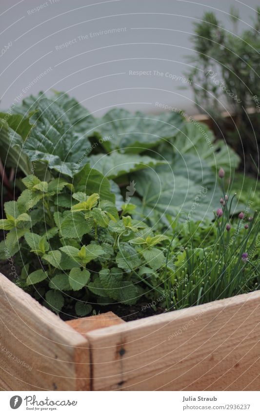 Hochbeet frisch grün Rhabarber Natur Sommer Pflanze Nutzpflanze Garten Gesundheit lecker braun nachhaltig Zitronenmelisse Schnittlauch Salbei Blüte Holzbrett