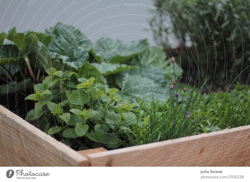 Garten Hochbeet Sommer Holz Natur Pflanze Nutzpflanze Blühend Wachstum Gesundheit Kräutergarten Kräuter & Gewürze Rhabarber Schnittlauch Minze Holzbrett frisch